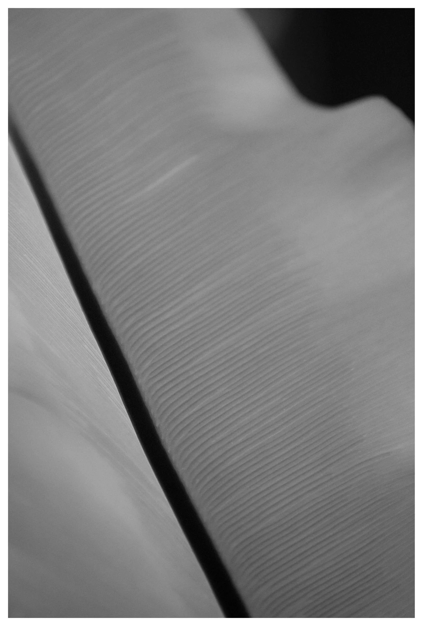 PZ-JMWDSC_0059_059_PL_crop_11x16 copy.jpg