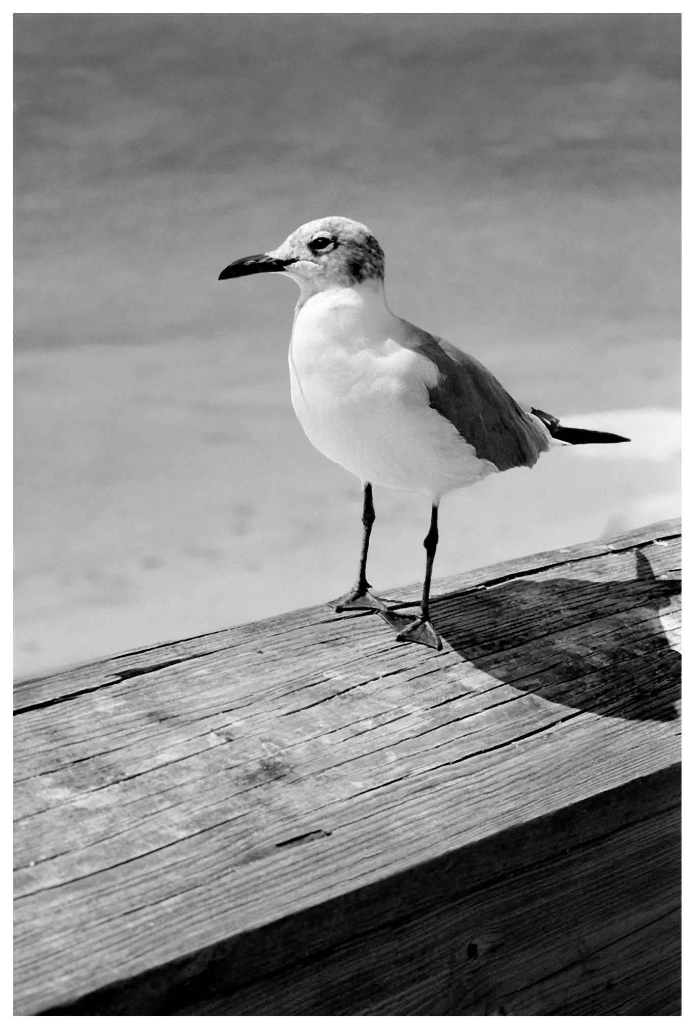 Seagull copy.jpg