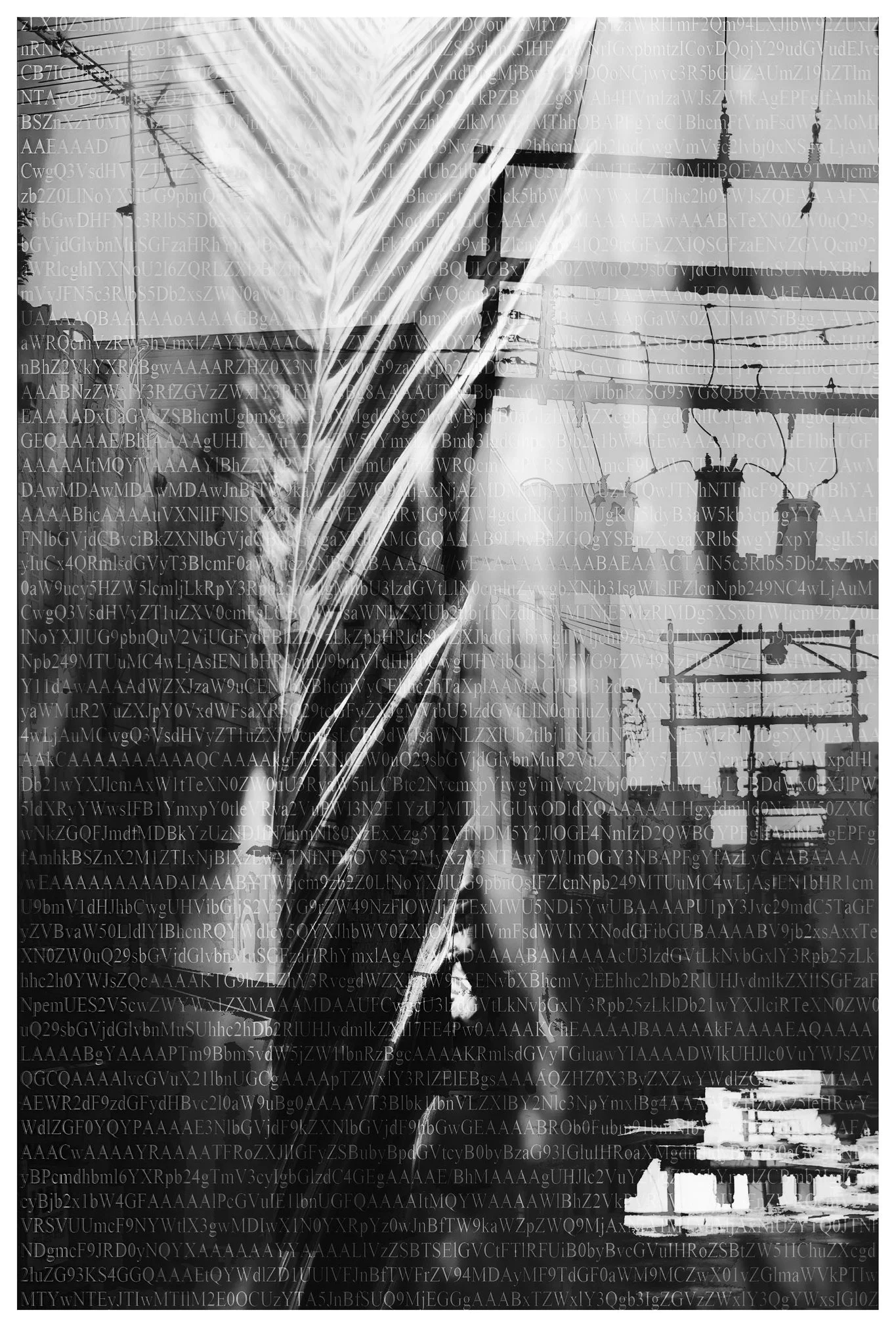 ZZ-Final_BW-Fresh2026-Final-Original copy.jpg