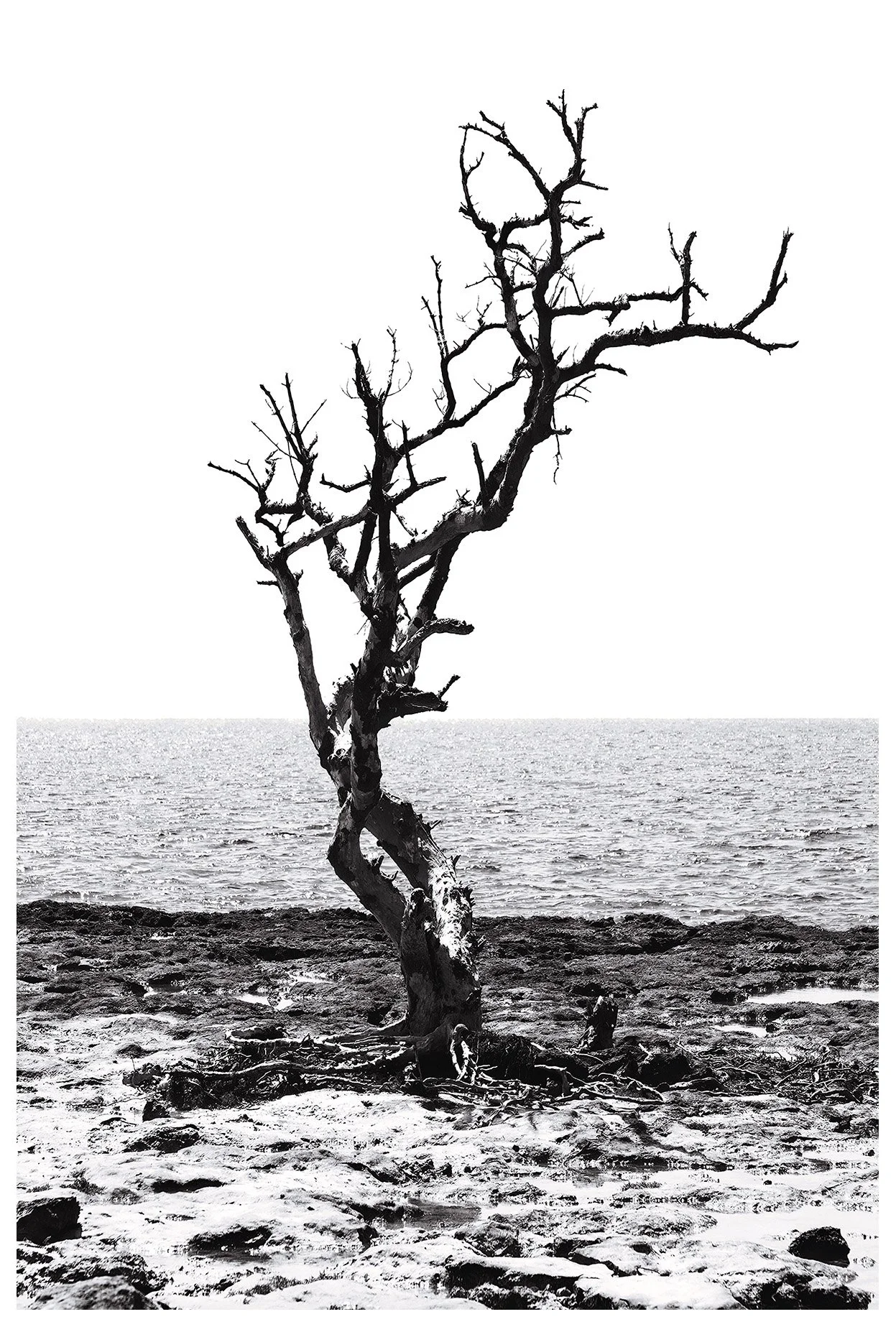 Bahia Honda Beach Tree.jpg