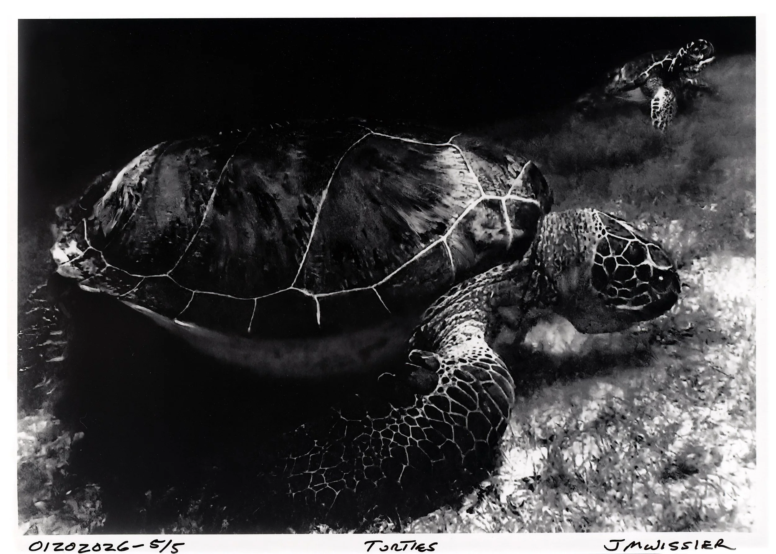 Turtles Web Sale Pic Scan.jpg