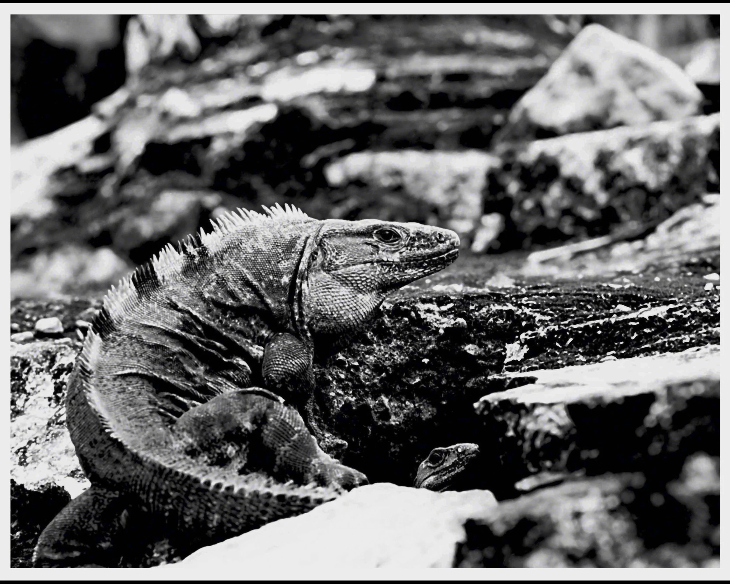 10312025-Iguanas- Cover.jpg