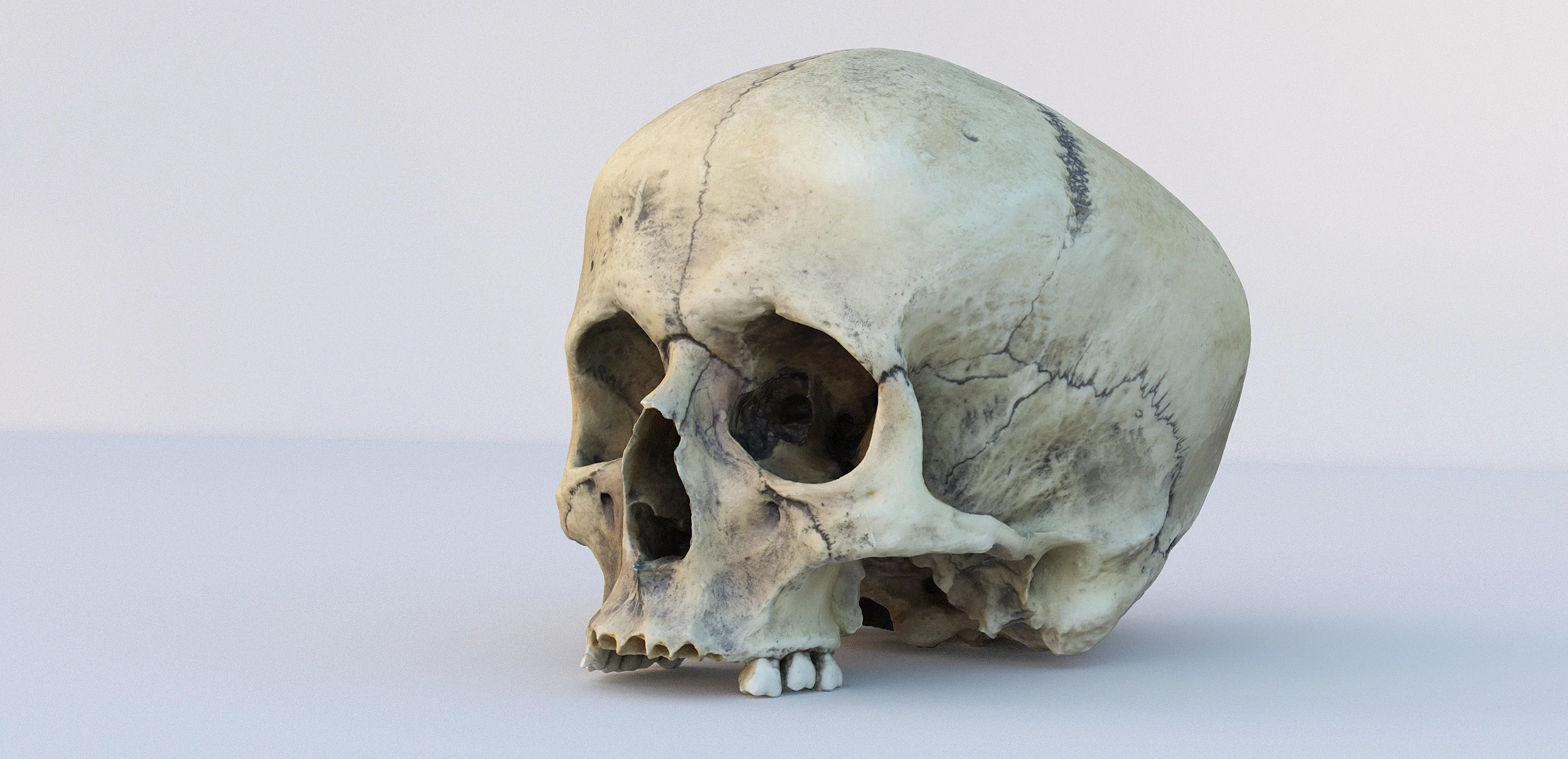 scull kopiera.jpg