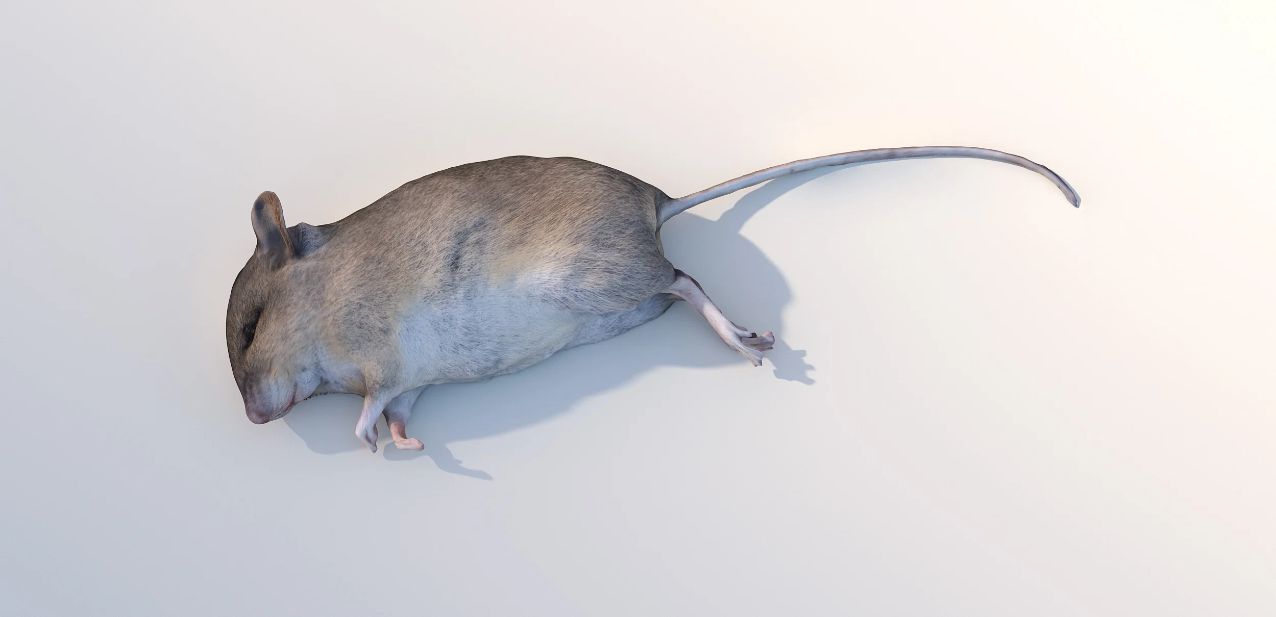 mouse2 kopiera.jpg