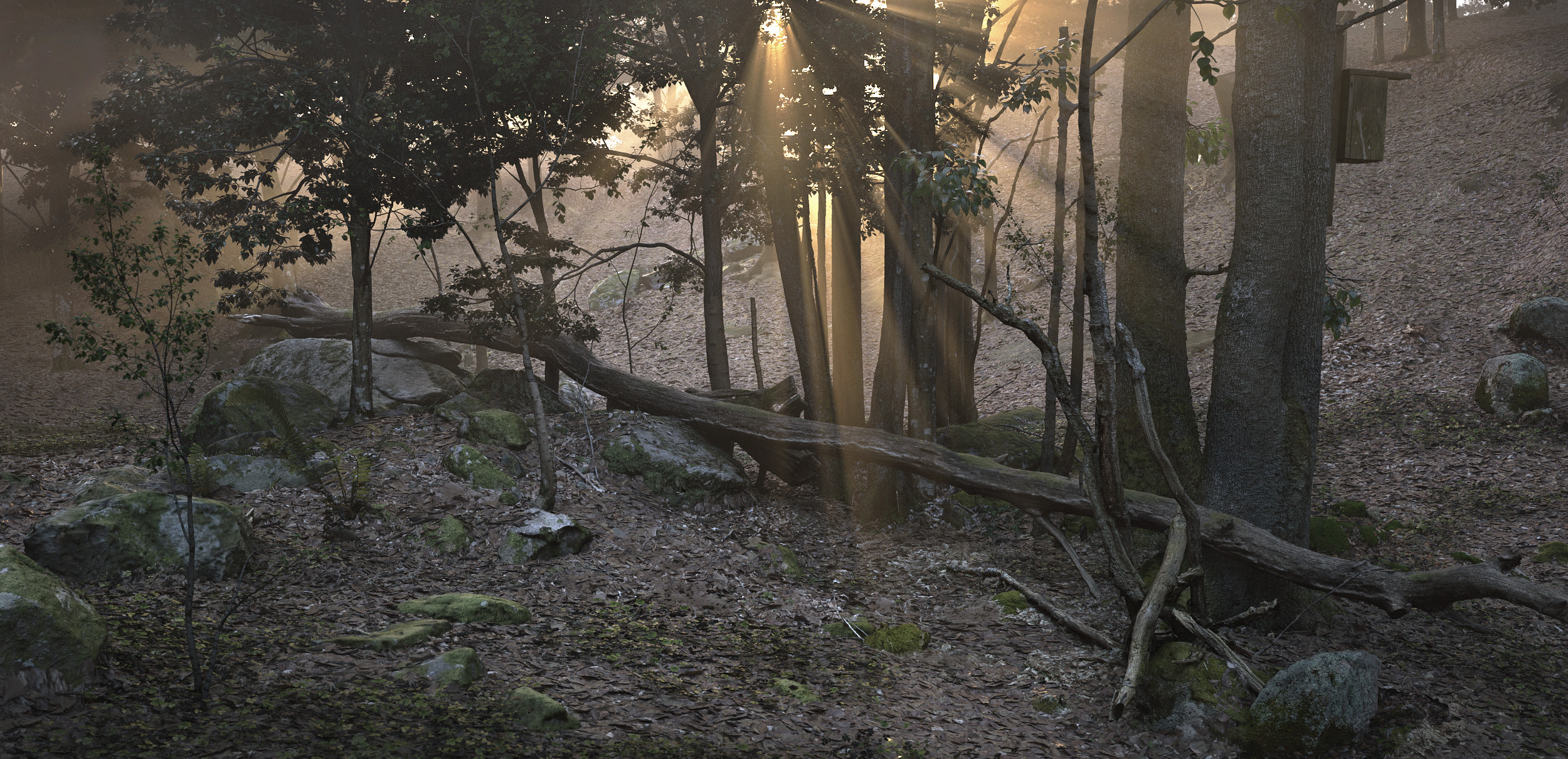 Forest motljus.jpg
