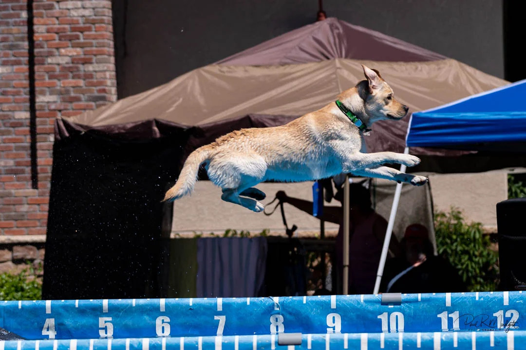 190623_DogSplash-19.jpg
