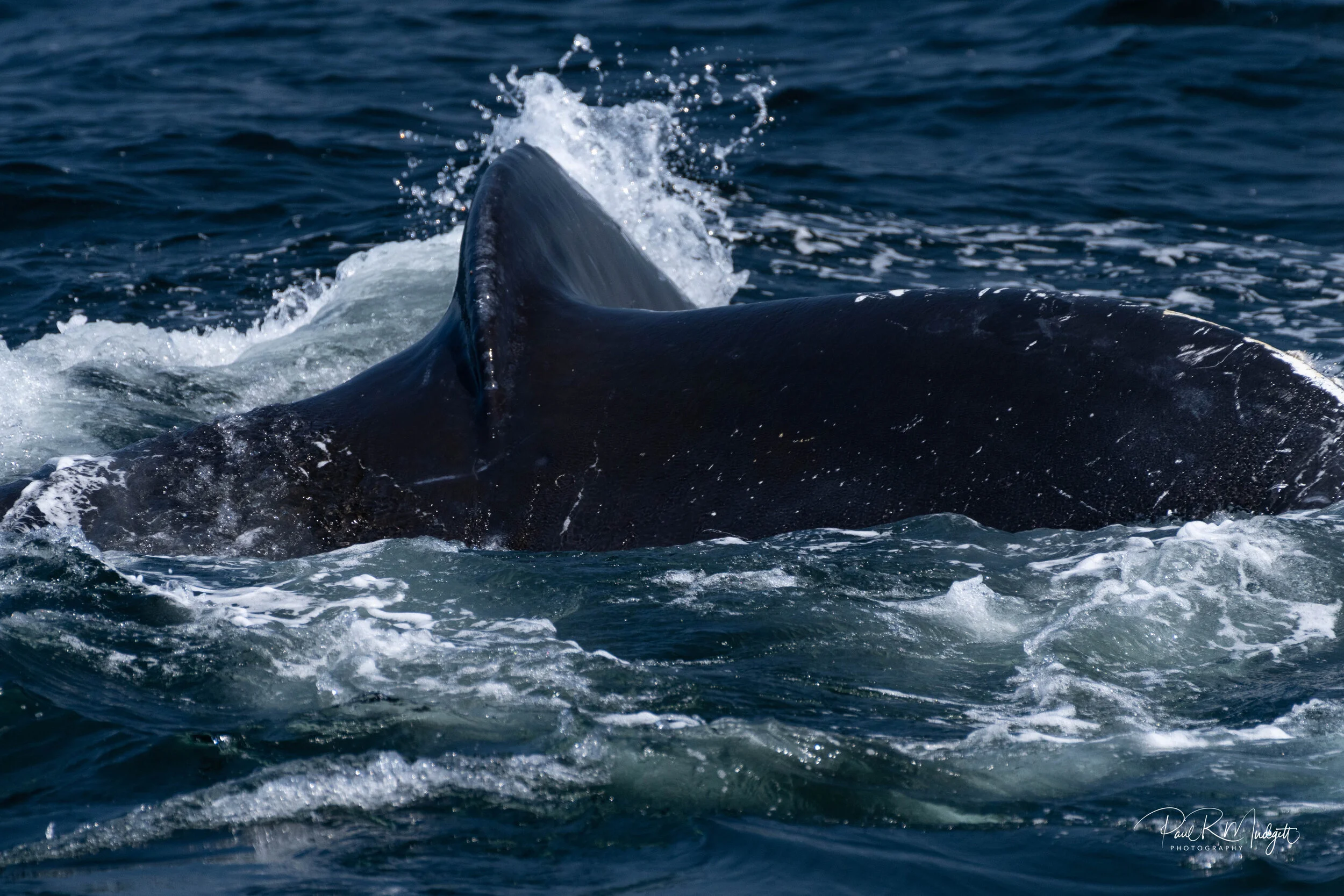 Monterey Bay Whale Watching — Paul R Mudgett Photography