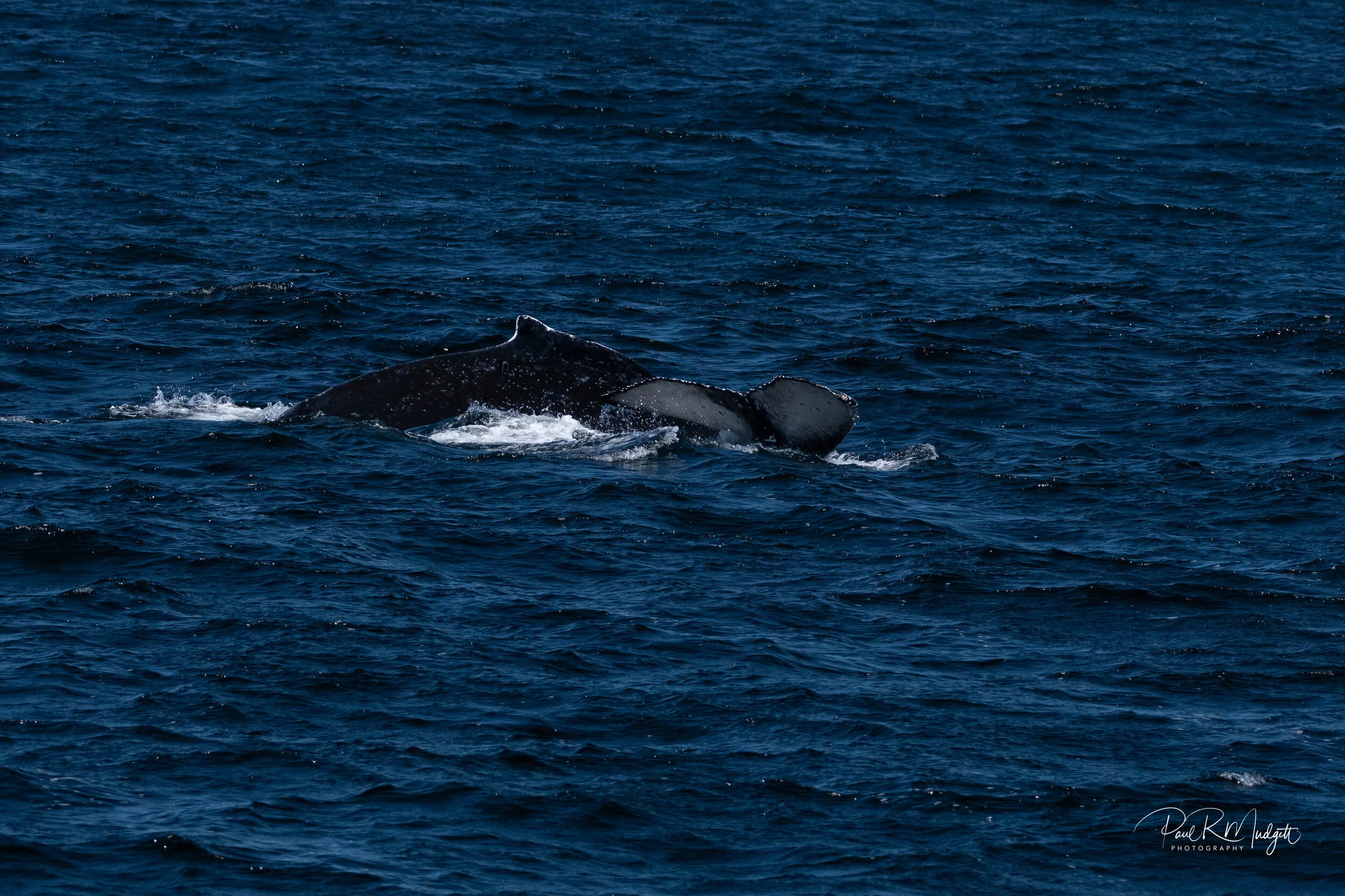 Monterey Bay Whale Watching — Paul R Mudgett Photography