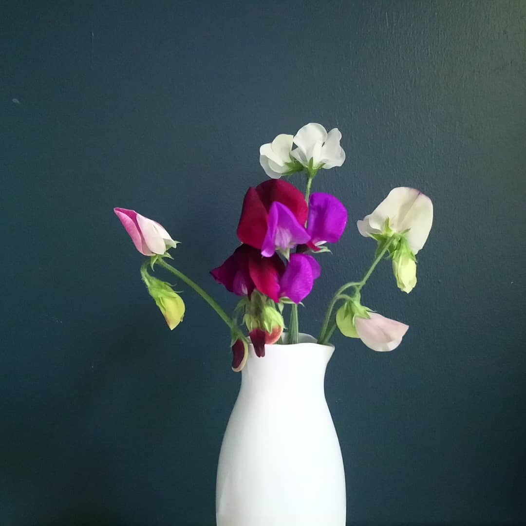 This week I taught one of the small people how to cut flowers.

This means I now get presented twice a day with such delights as this ❤️❤️❤️

Joyful.

Children have their uses after all it seems 😉

And my goodness the sweet peas are blooming at an a