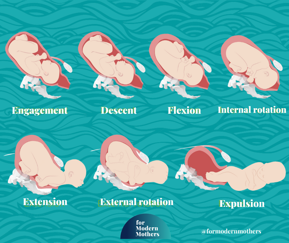 Cardinal Movements of baby in labour — For Modern Mothers - Everything ...