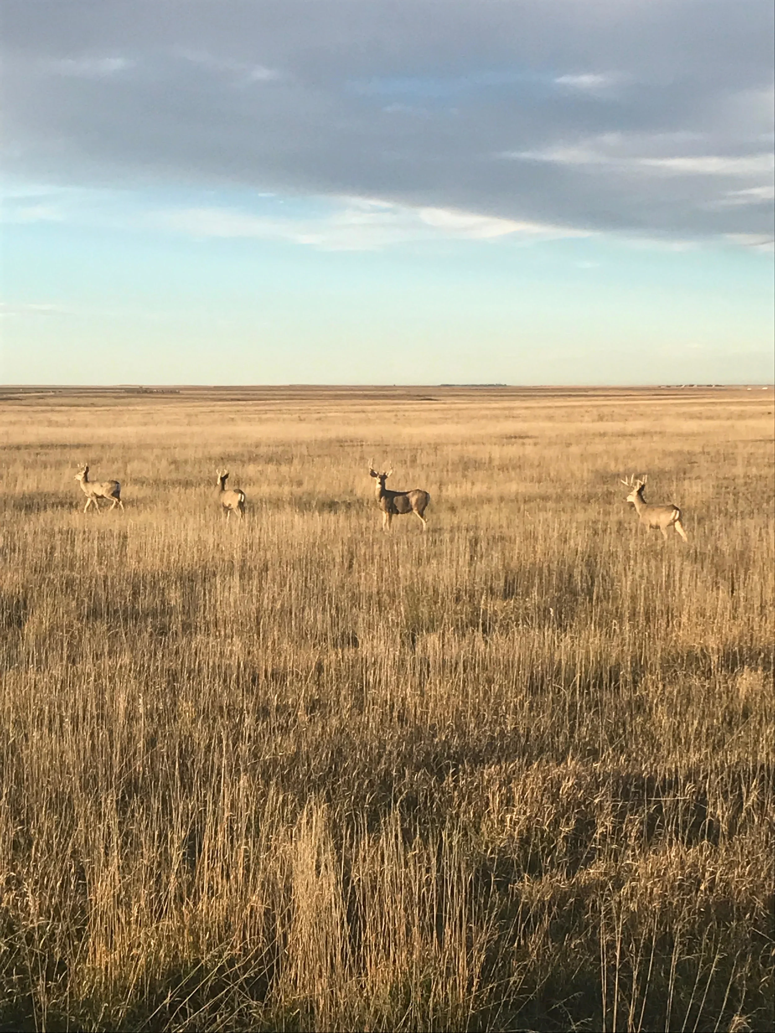 Deer.jpg