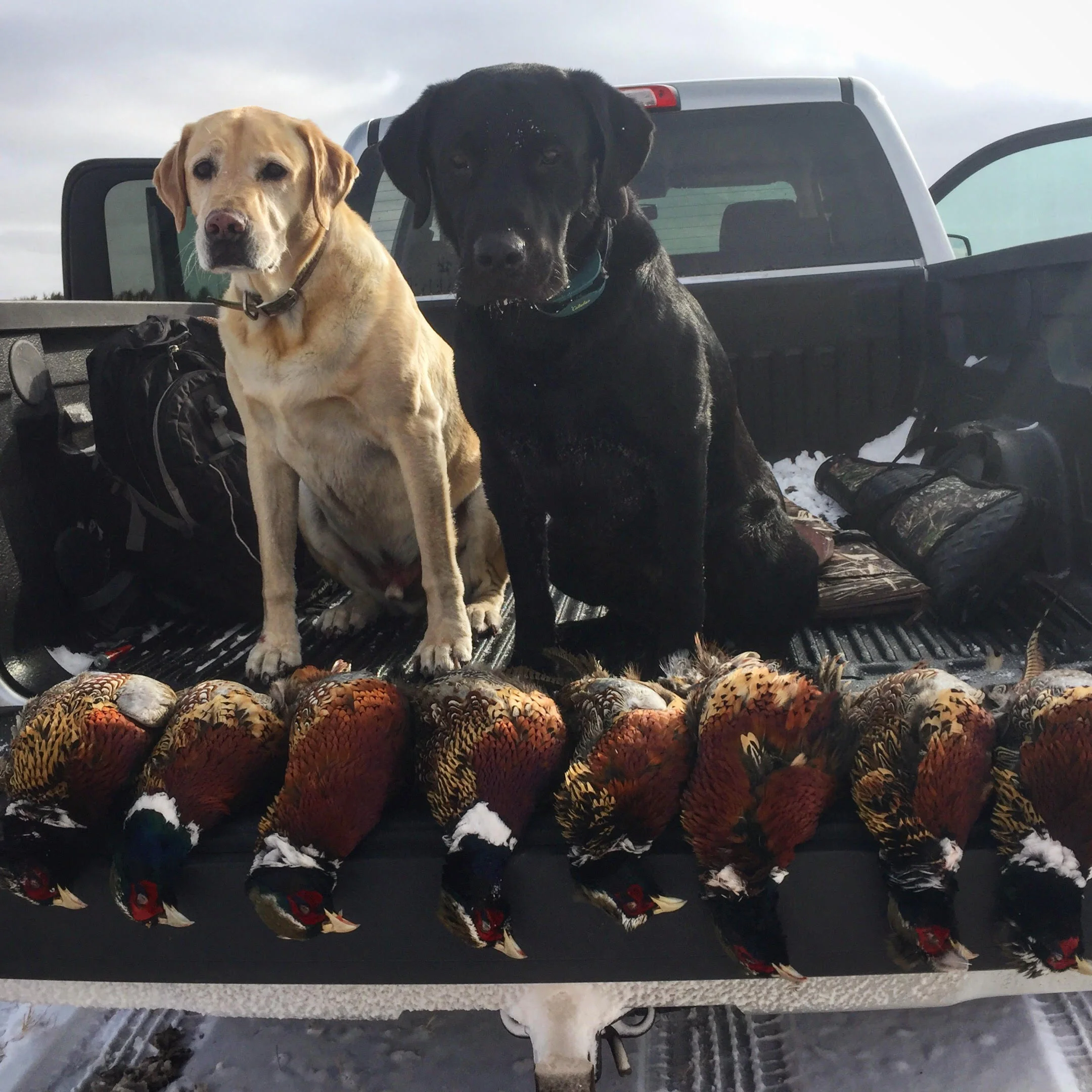 Dog and birds.jpg
