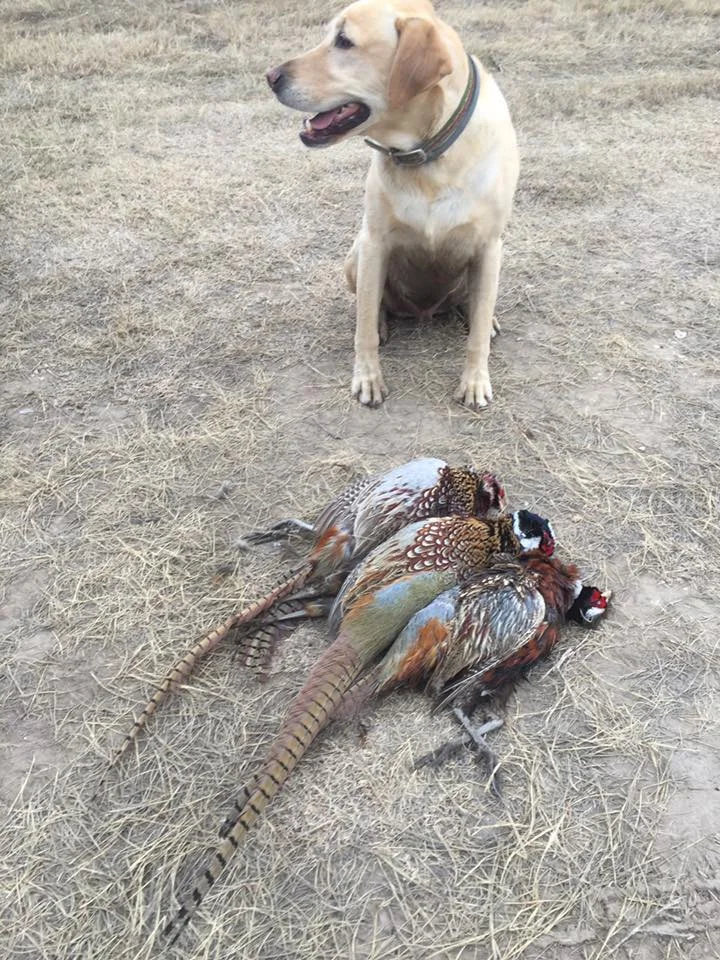 Pheasant 3.jpg