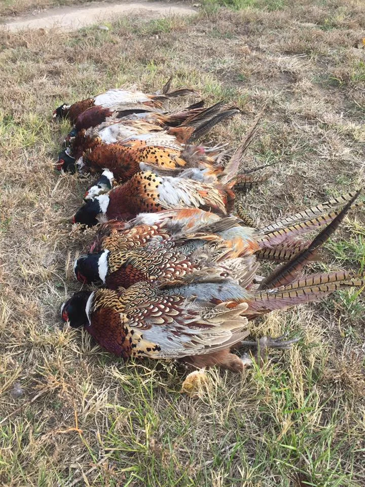 Pheasant 6.jpg