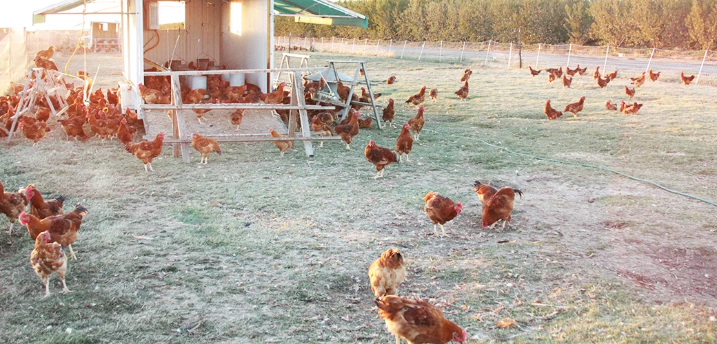 case-study_122116_marys-chickens.jpg