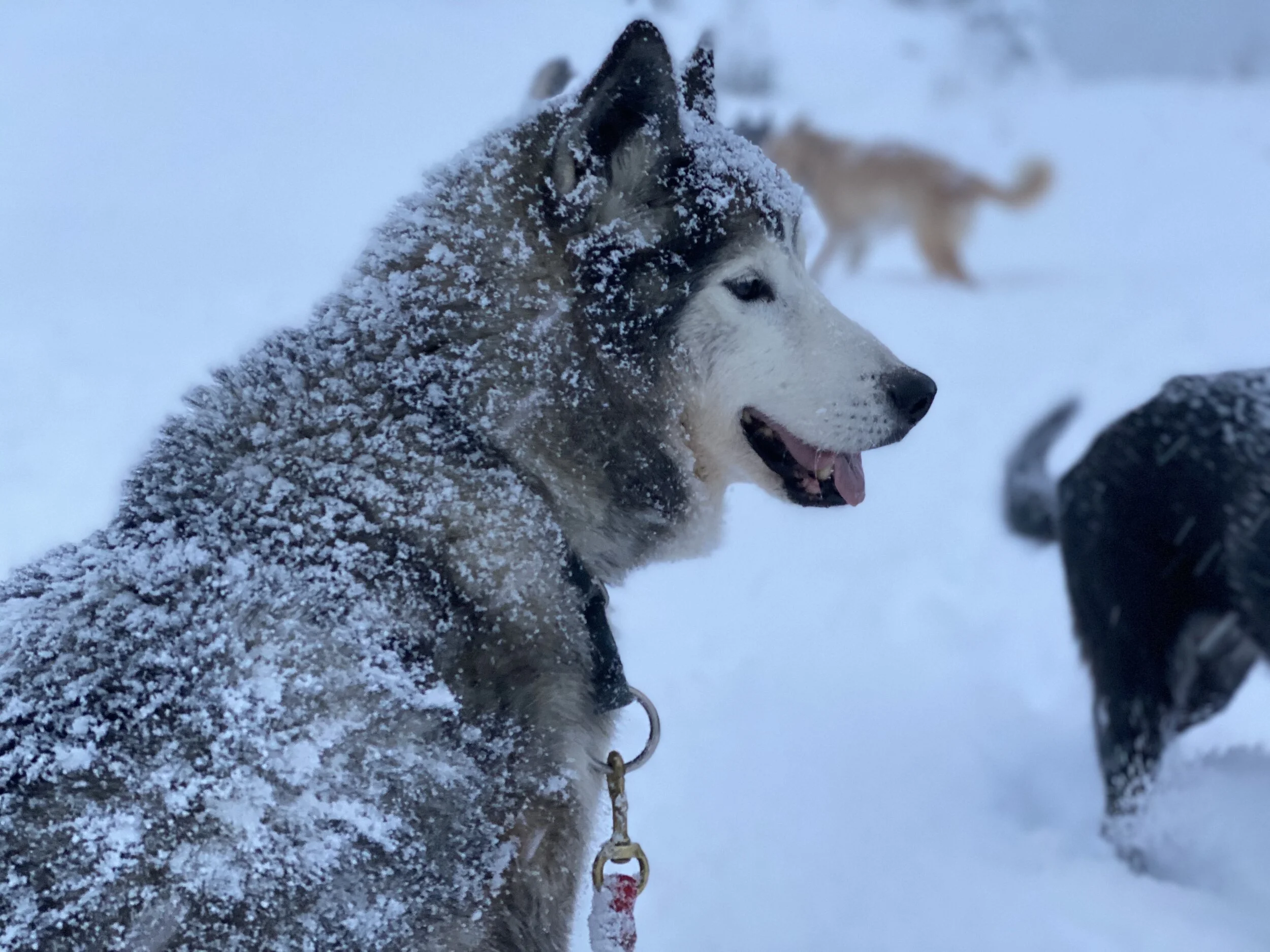 Hawkeye, wheel/team dog, 2007-2021