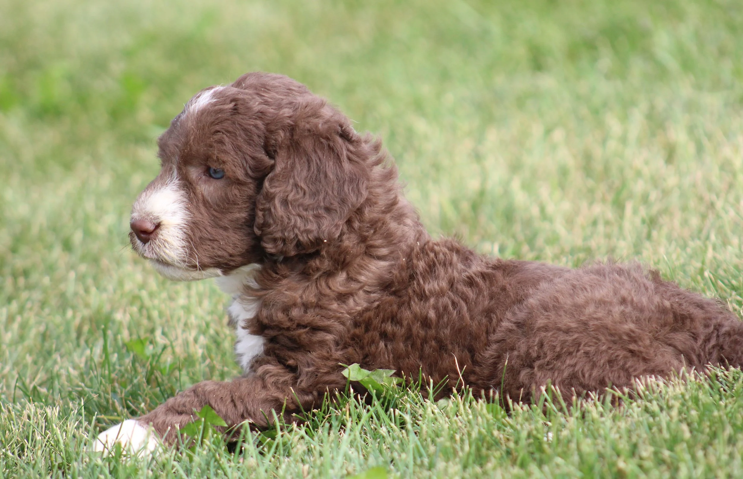 Best Labradoodle Breeders