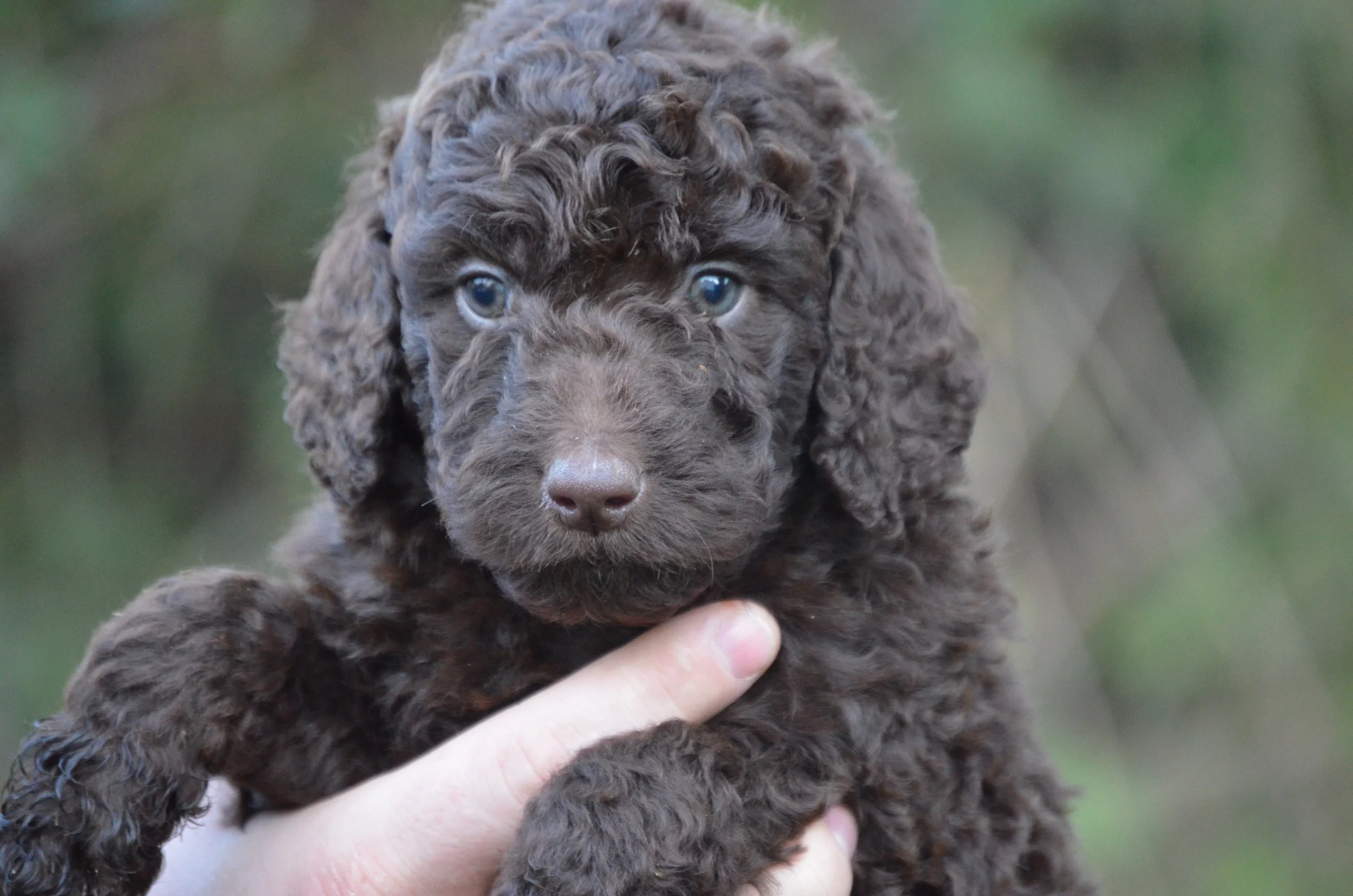 labradoodle gray