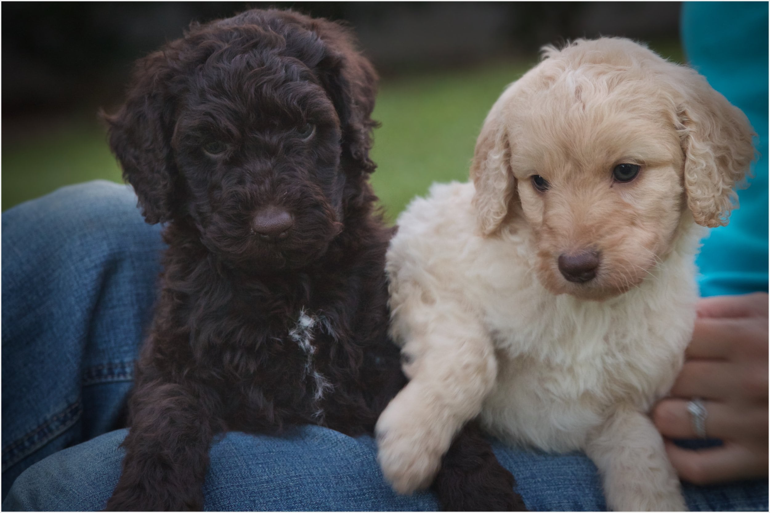Best Labradoodles History — Best Labradoodle Breeders