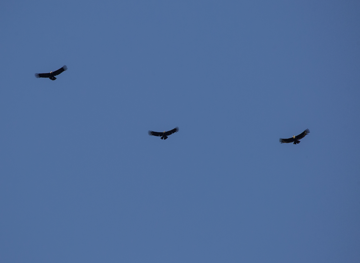 3 Condors Blue Sky.jpg