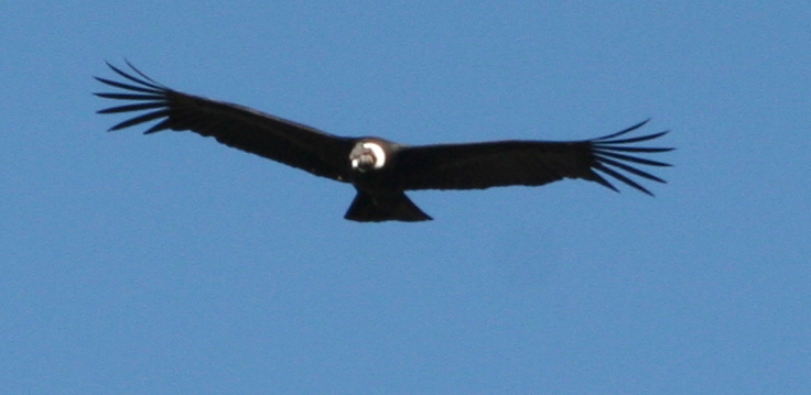Flying Condor.jpg