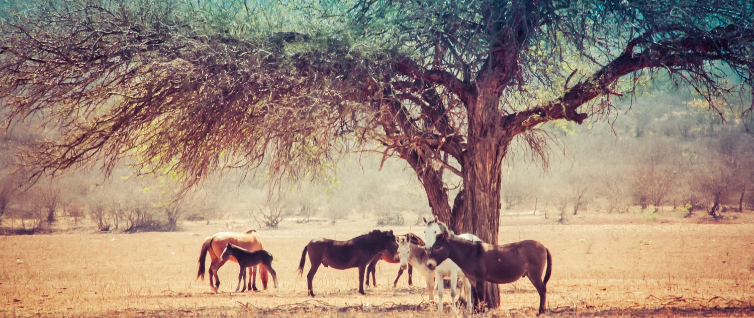 Artified Three Horses under tree - Copy - Copy - Copy - Copy - Copy - Copy.jpg