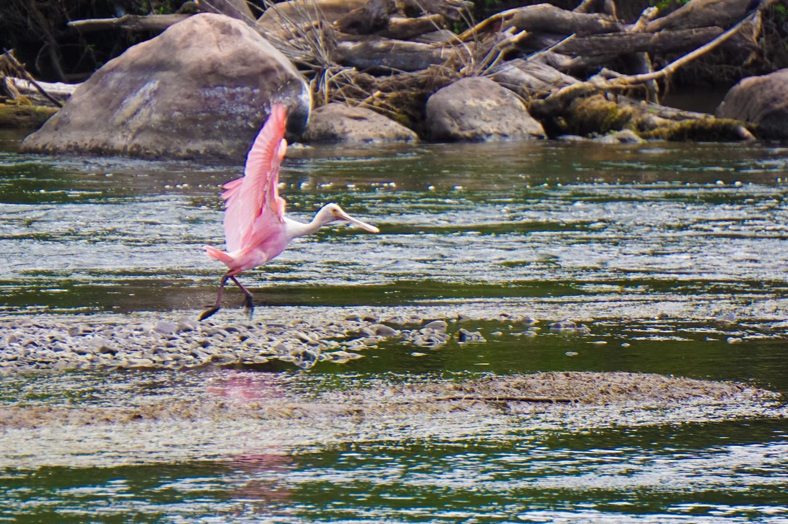 Flamingo at River - Copy - Copy - Copy - Copy - Copy - Copy.jpg