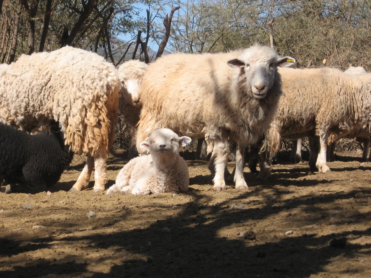Sheep and Lamb - Copy - Copy - Copy - Copy.jpg