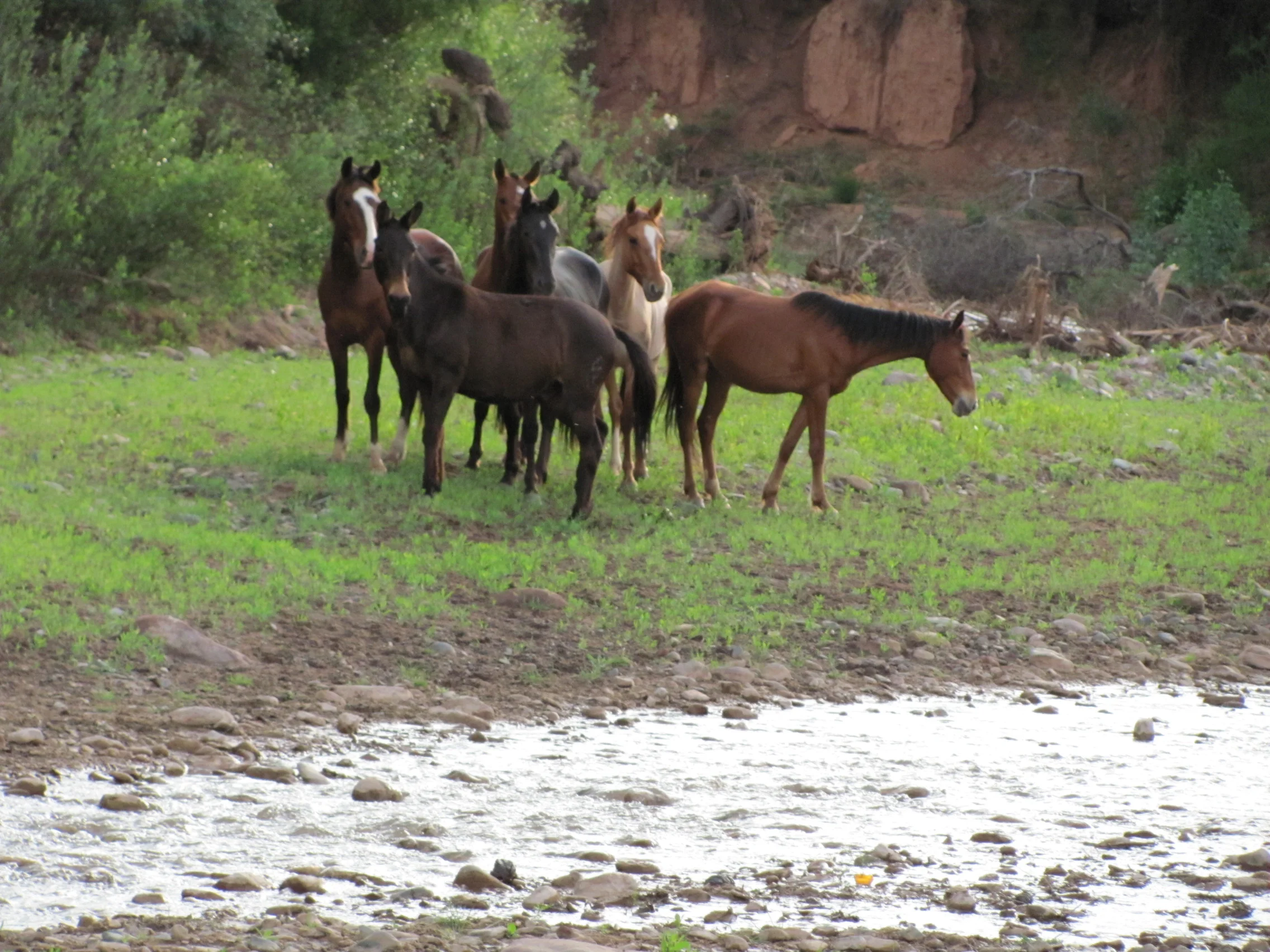 Small horse herd by river - Copy - Copy - Copy.jpg