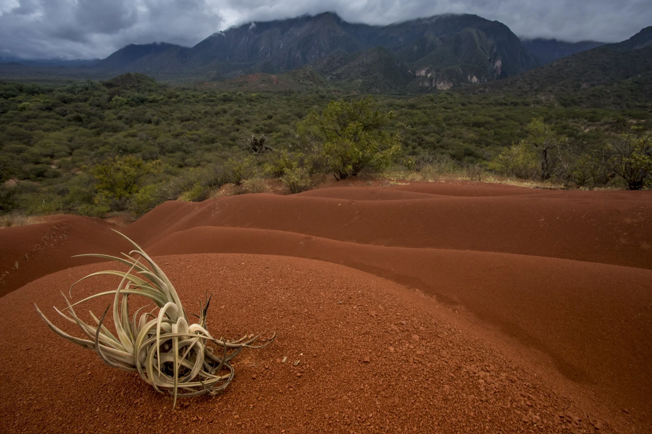 An epiphyte rests on undulating soils in Condor Valley