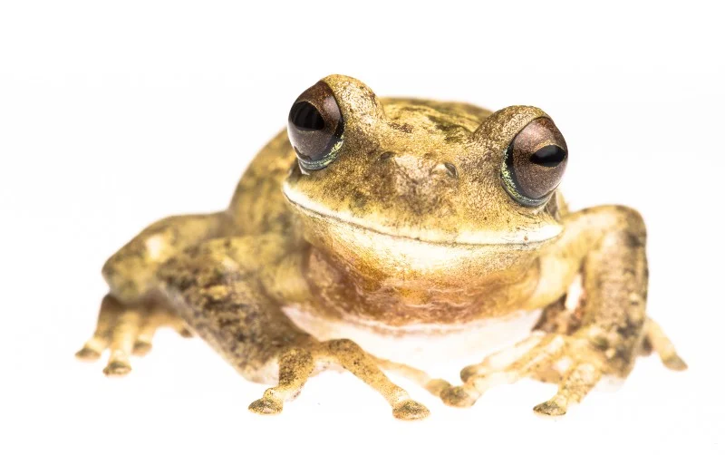 Hypsiboas andinus Tree Frog