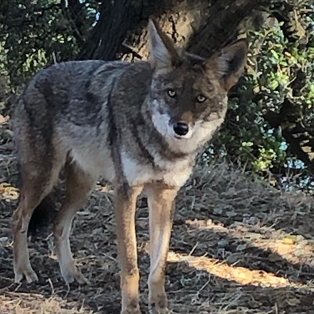 Marin coyote checkin out the scene.
