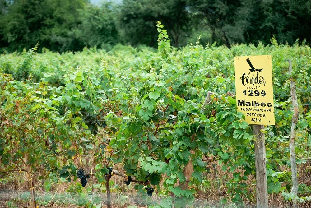 Uvas Malbec en Viñedos Condor Valley