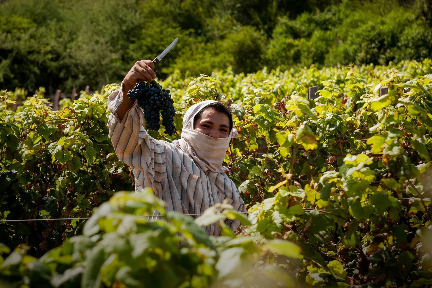 Exitosa cosecha 2018 en Condor Valley