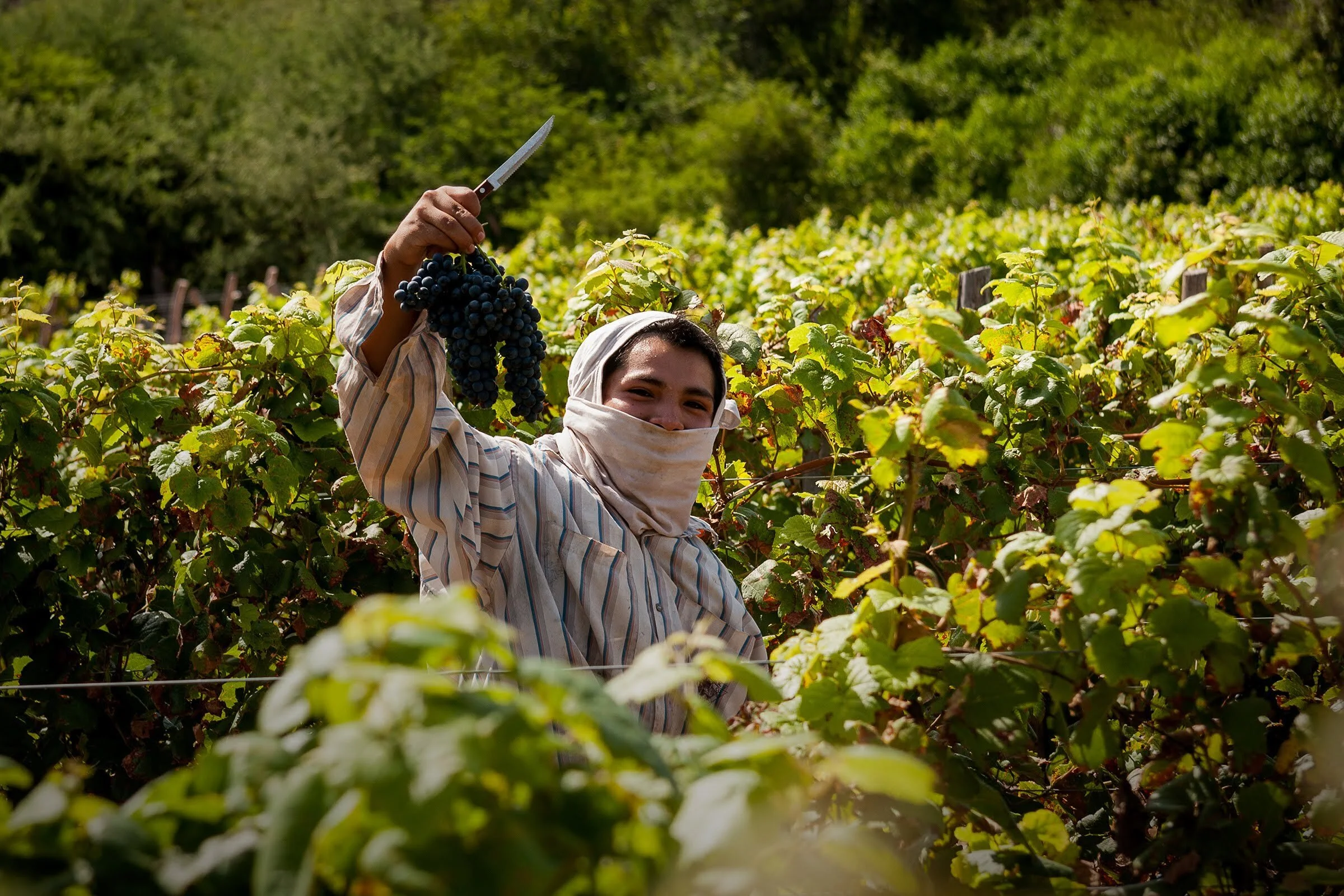 Primer Viñedo en Condor Valley