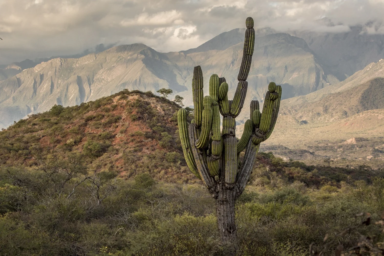 robin+moore+national+geographic+cactus+salta+condor+valley+taruka.jpeg