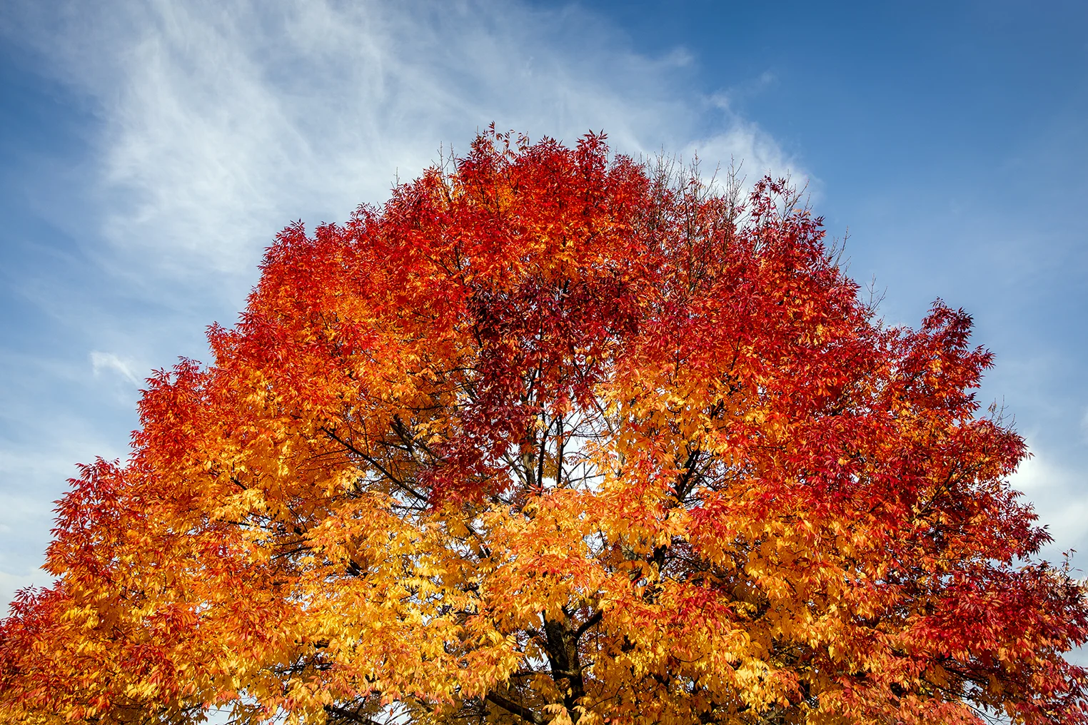 tree_on_fire.jpg