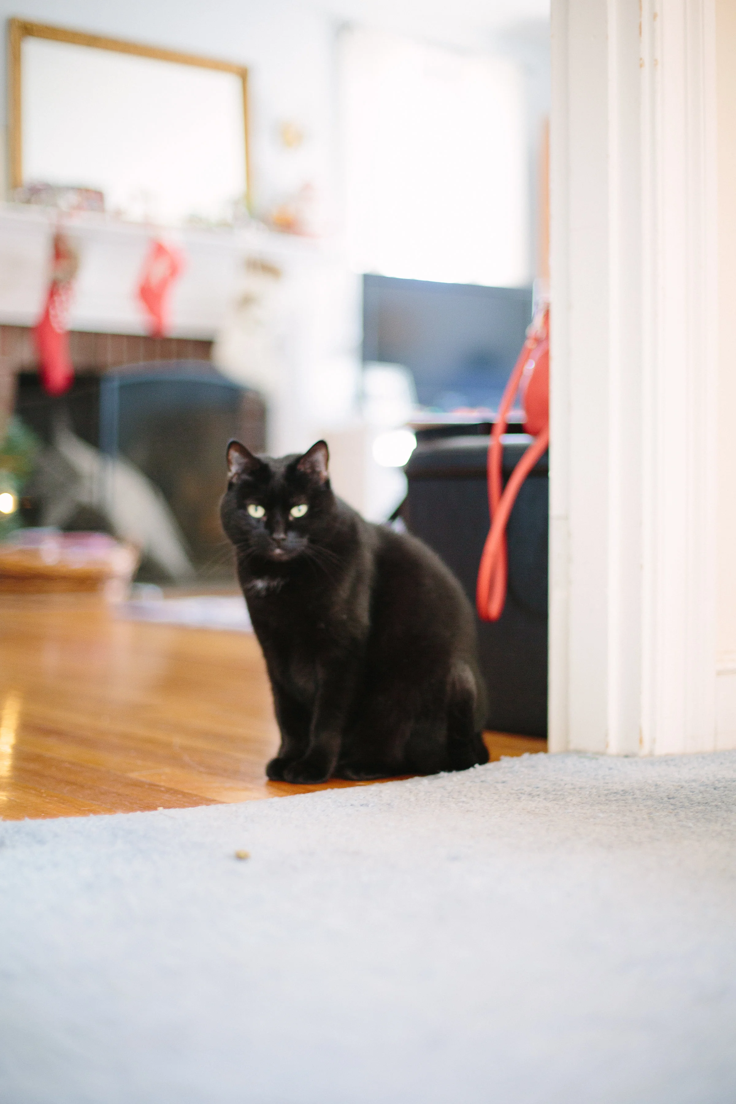 kitties-83.jpg