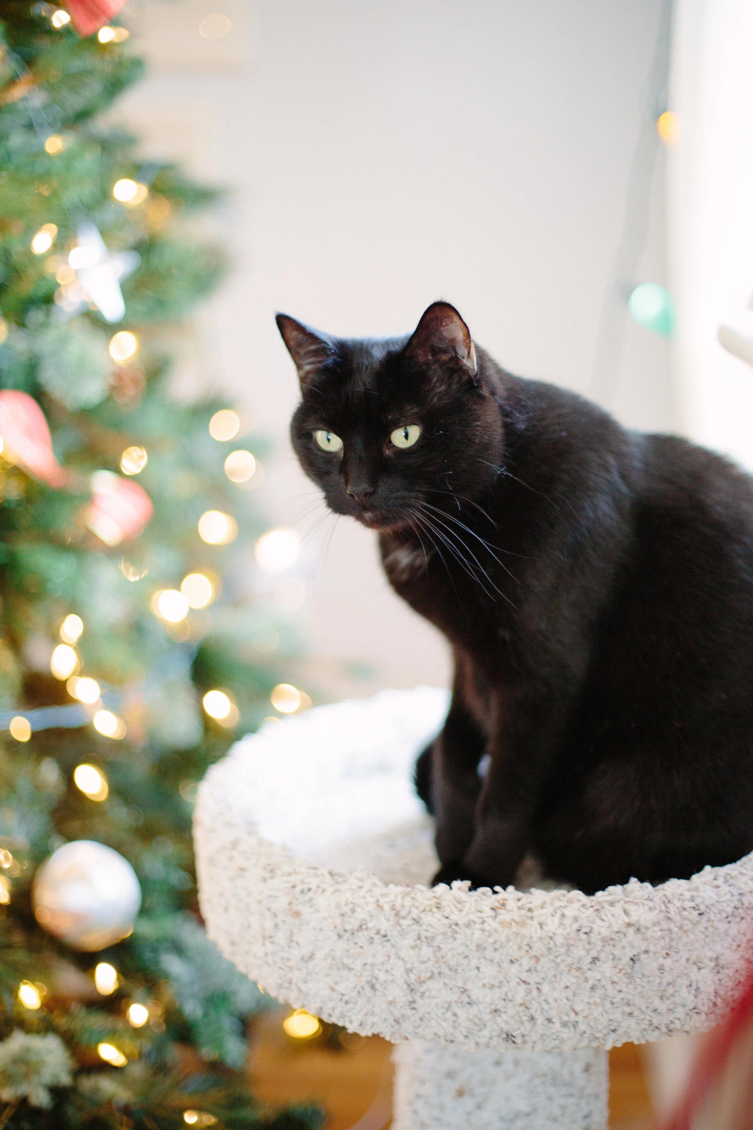 kitties-72.jpg