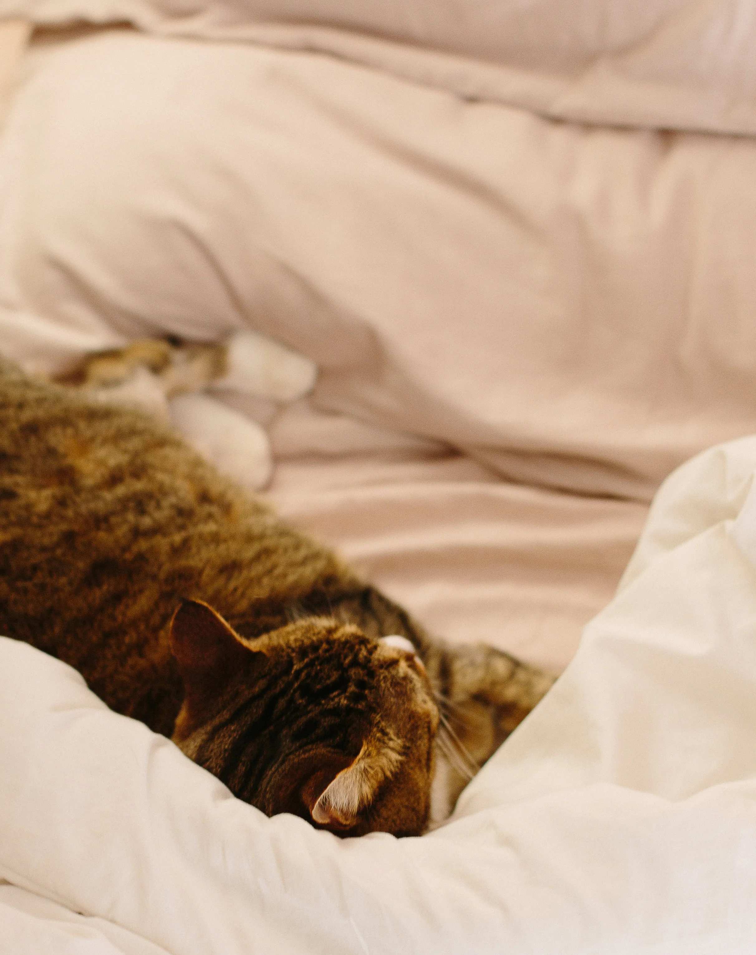 kitties-27.jpg