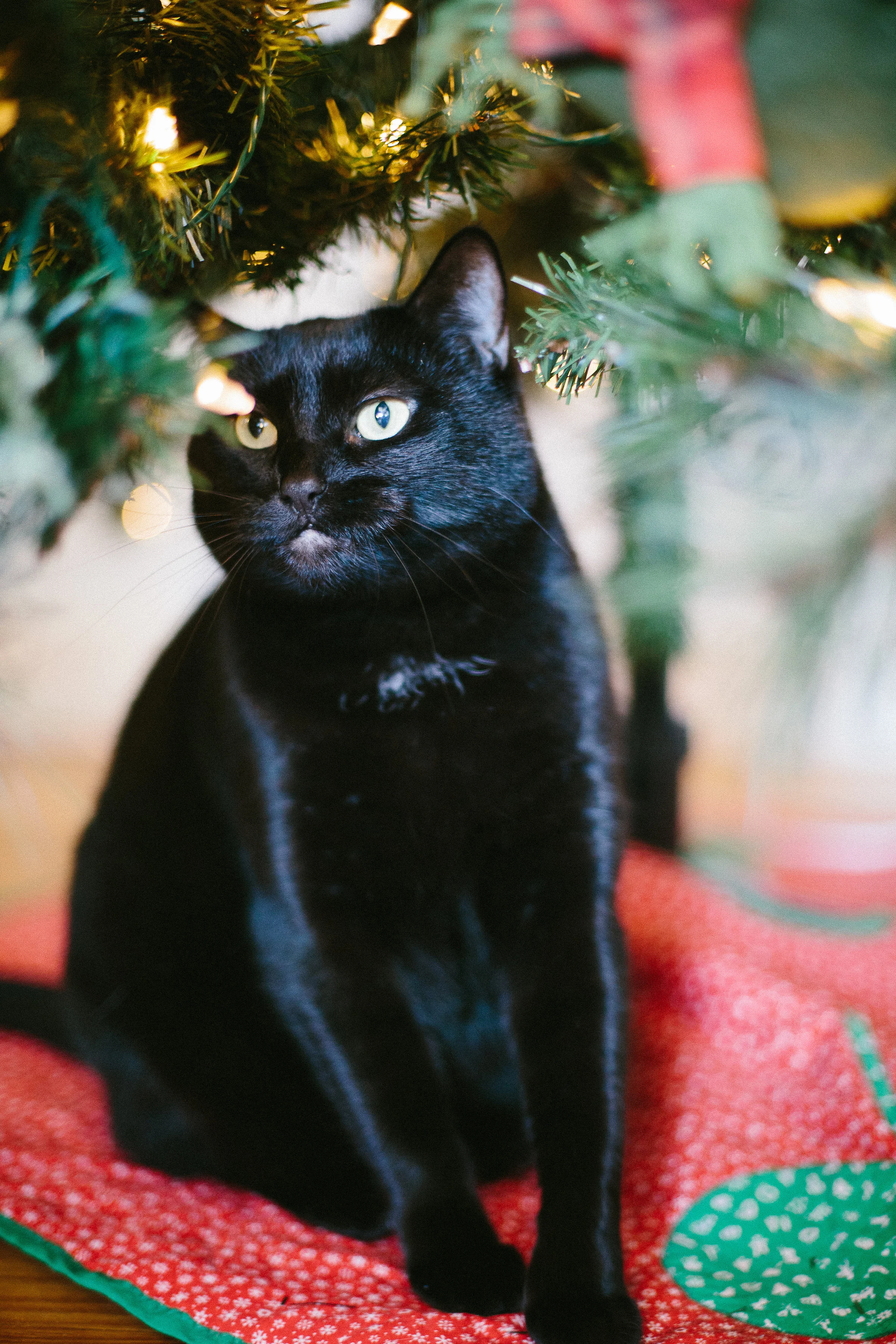 kitties-8.jpg