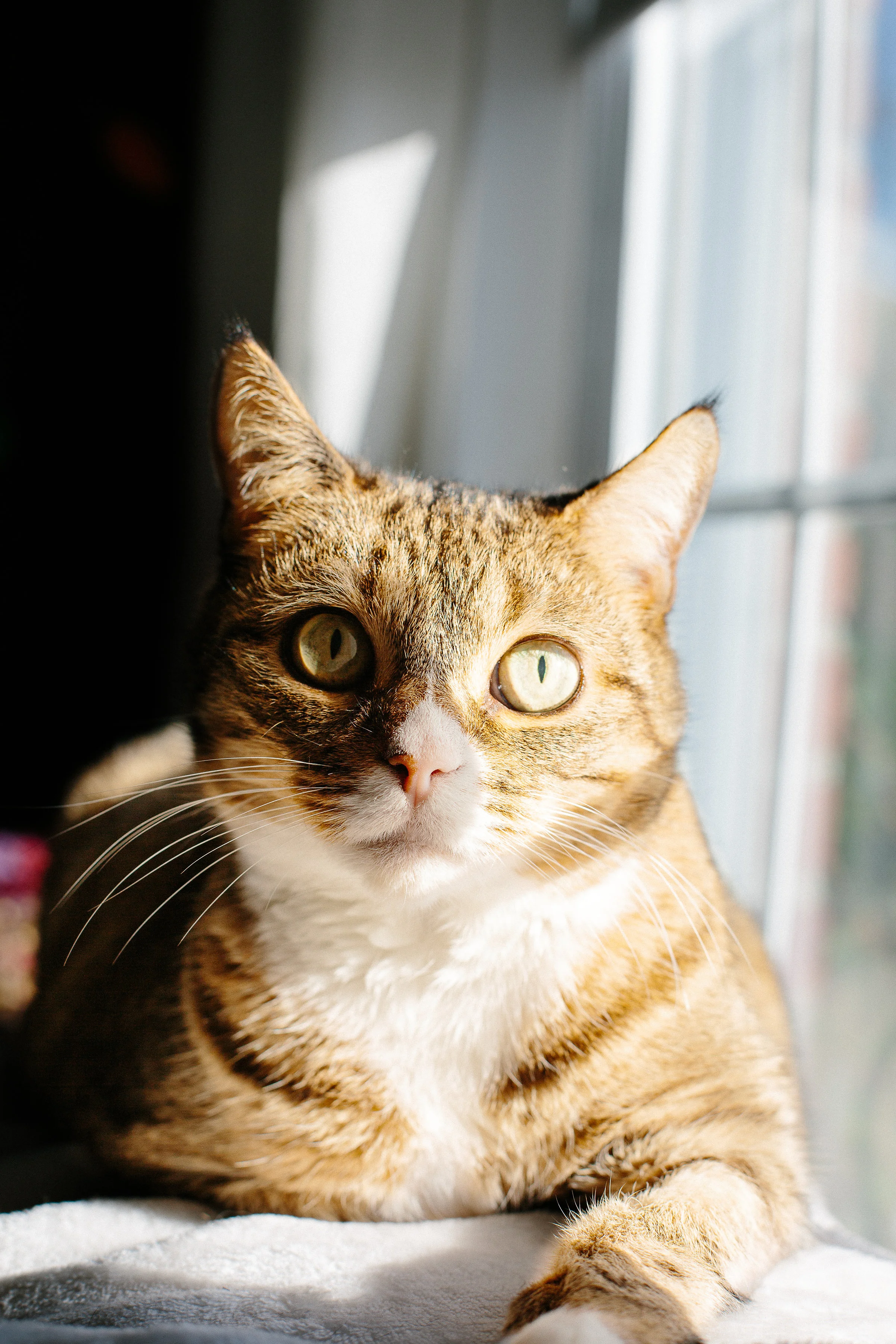 kitties-2.jpg