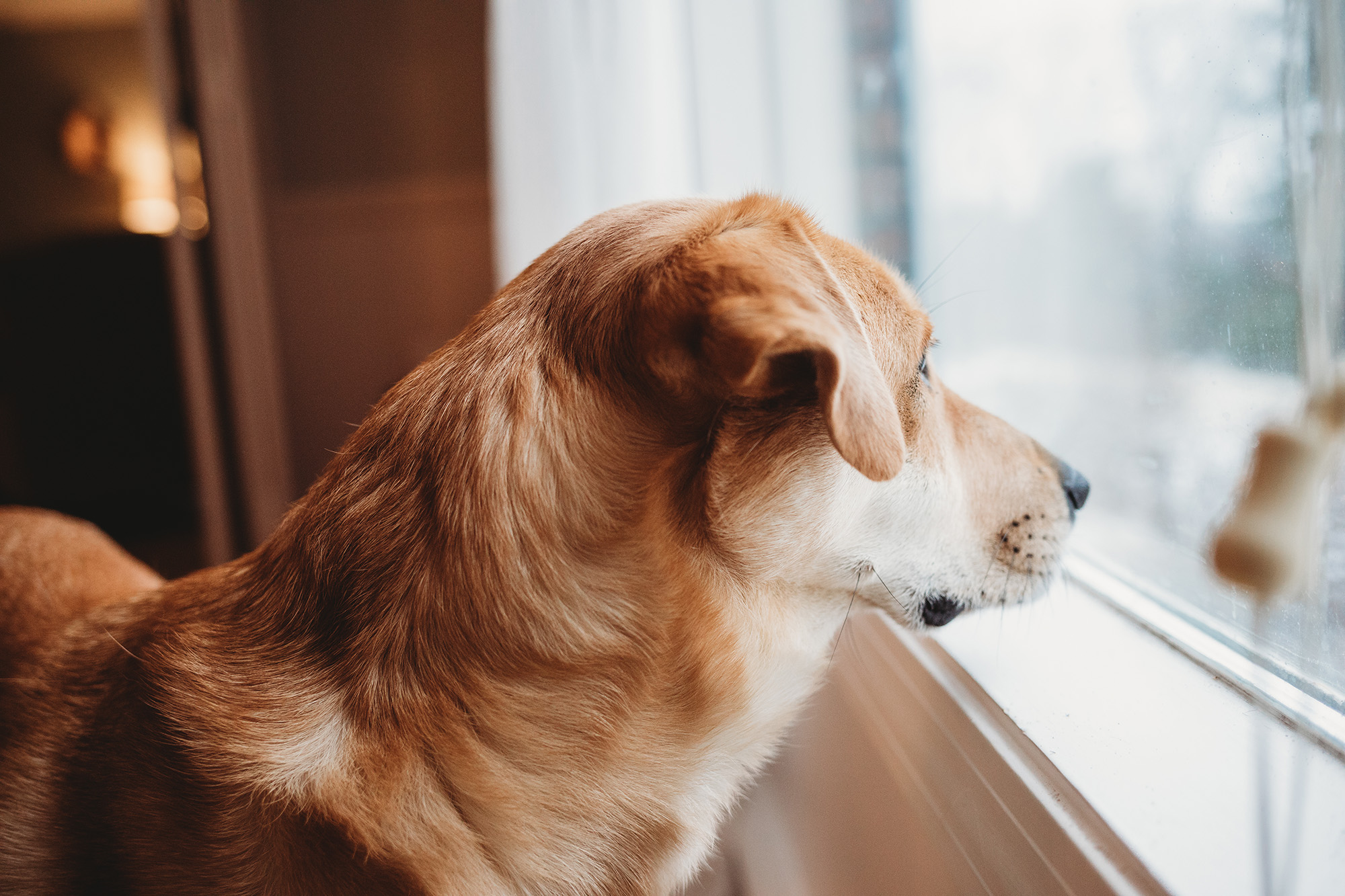 Personal Photo Project 2019: Louie's On Guard | New England Photographer
