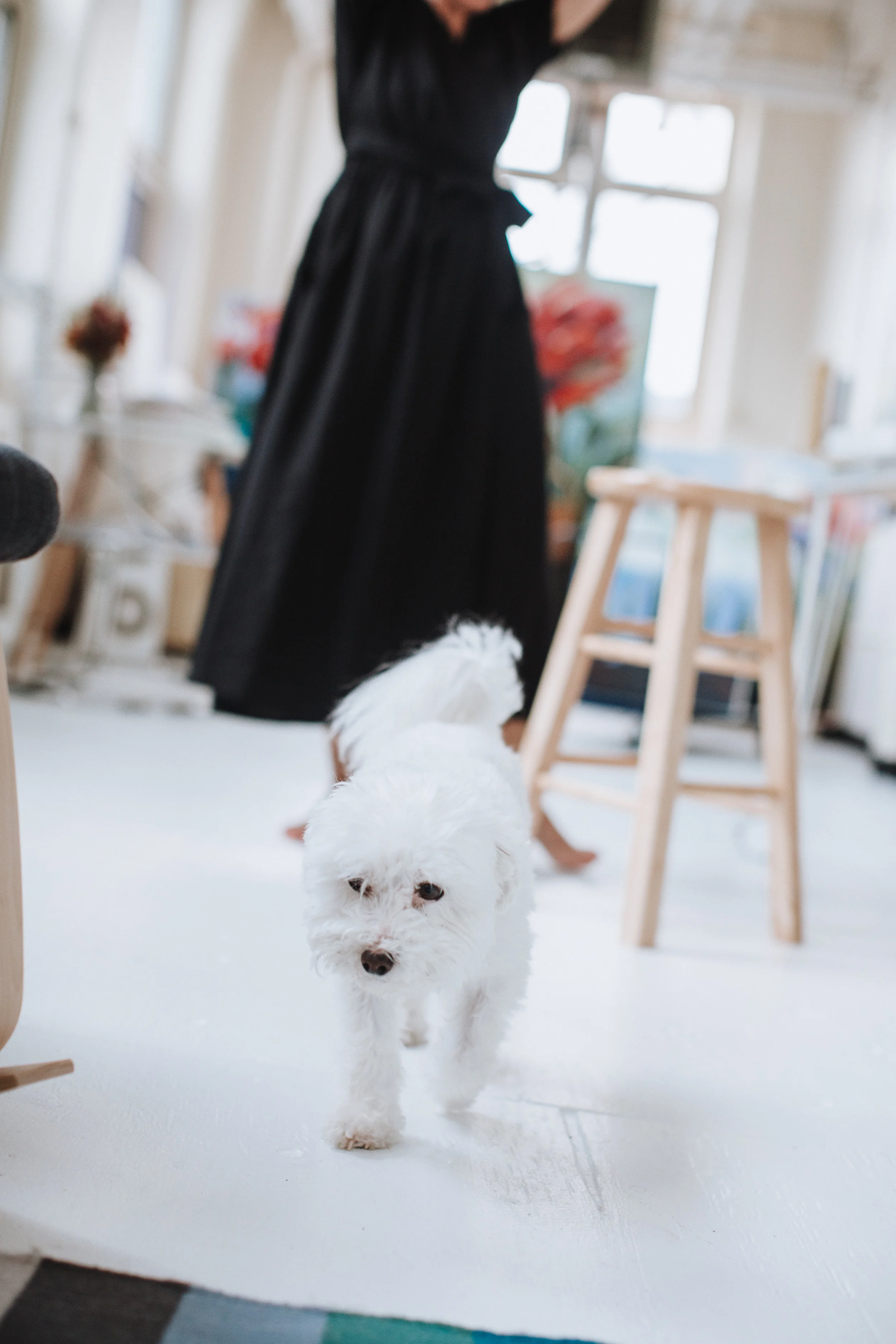 Valentine's Day Pet Mini Sessions | Boston Pet Photographer