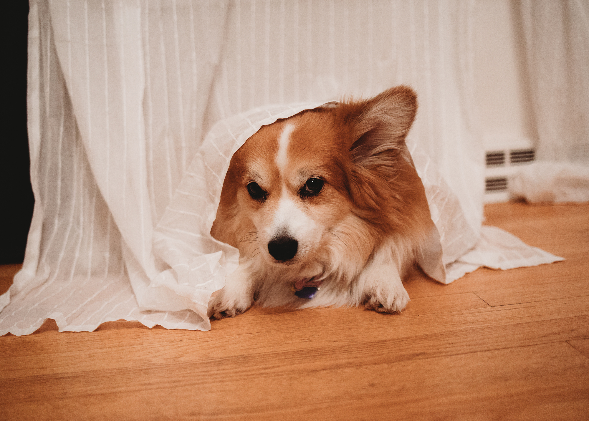 Personal Photo Project 2019: Kona Tucks Herself In | Boston Family Photographer