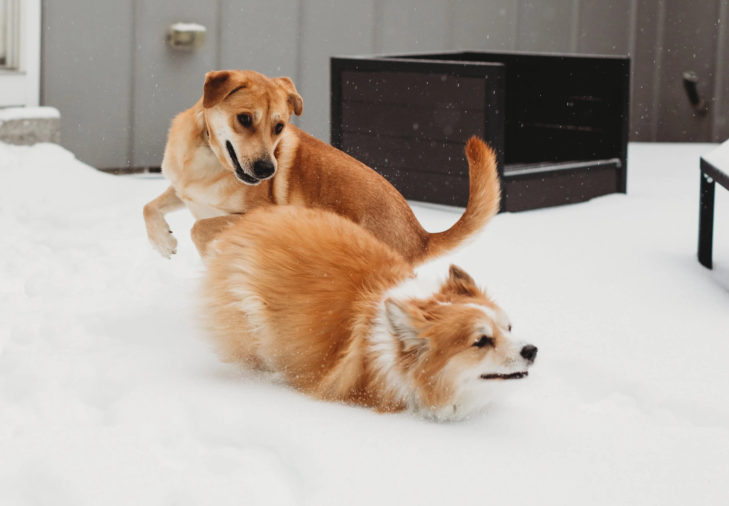Kona and Louie playing in the snow! Kona has her winter coat. Fluffy corgi, rescue dog. Boston photographer.