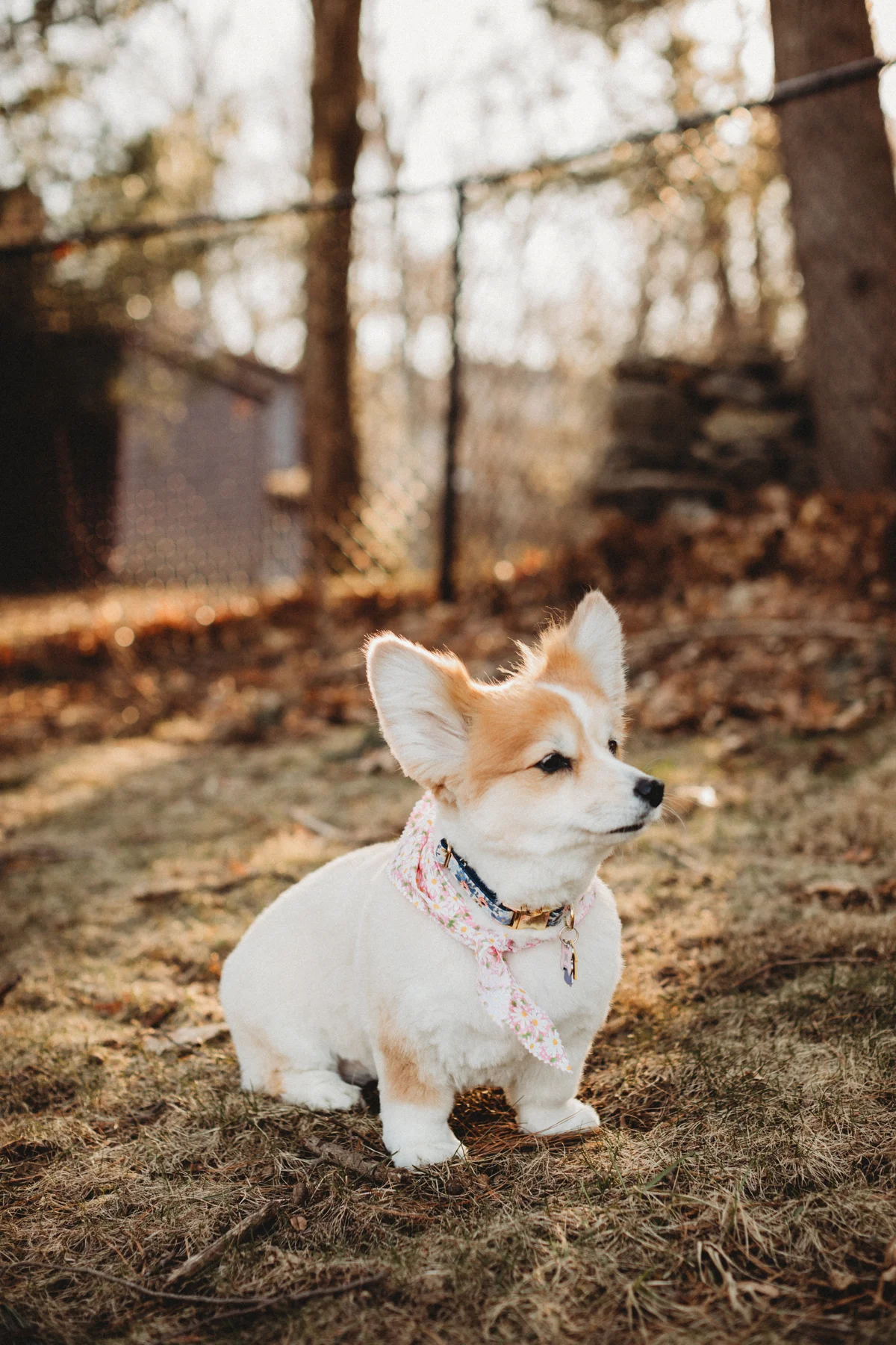 Kona looks like she’s lost about 10 pounds here after her haircut and her green bean diet! Corgi, Boston photographer.