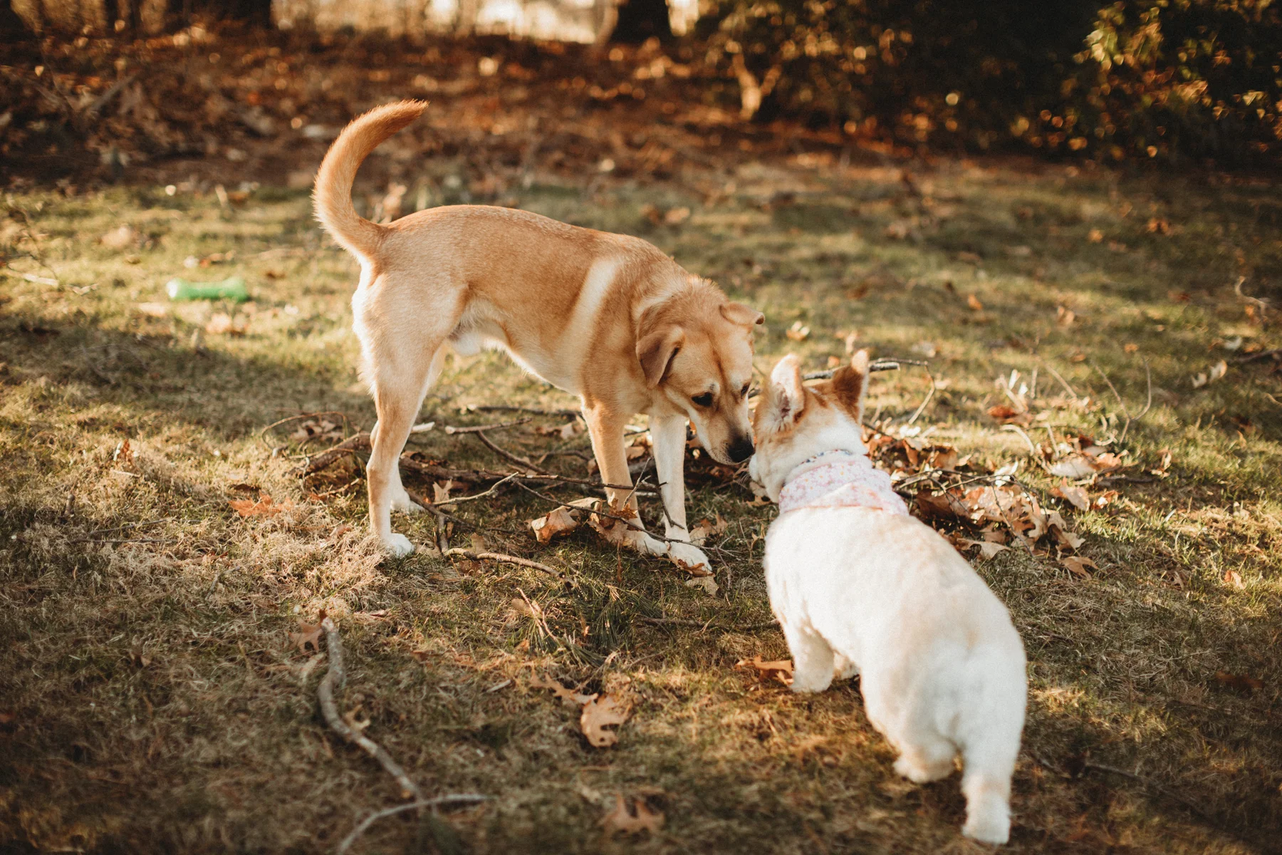 Louie sniffing Kona. Is this an April fools’ joke? Boston family photographer Joy LeDuc. Personal project.