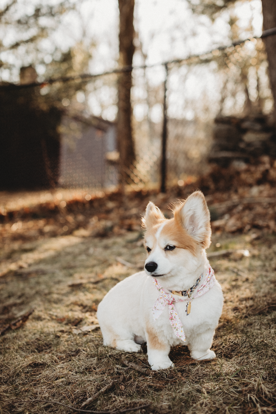 Personal Project 2019: Springtime Haircut for Kona | Boston Family and Pet Photographer