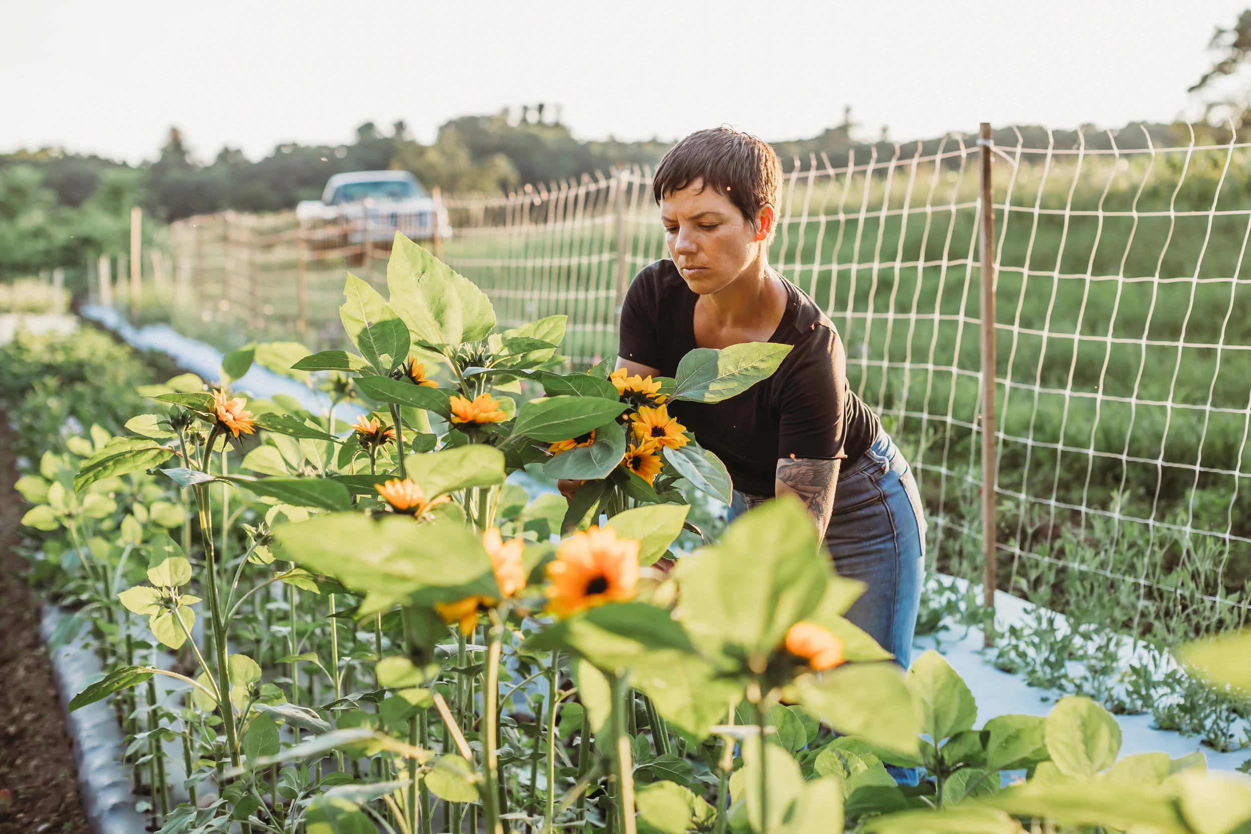 Field Edge Flowers farmer Mel Hardy working on her first crop of sunflowers in Concord, Massachusetts. Lifestyle branding photography session with Joy LeDuc Photography.